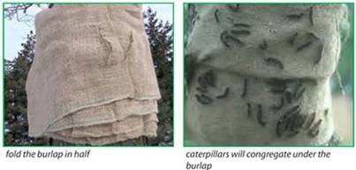 Burlap band 2