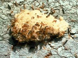 Gypsy Moth larvae hatching