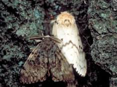gypsy moths
