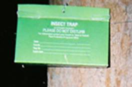 gypsy moth trap